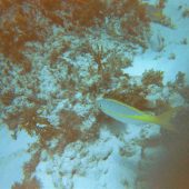  Lighthouse Reef, Belize